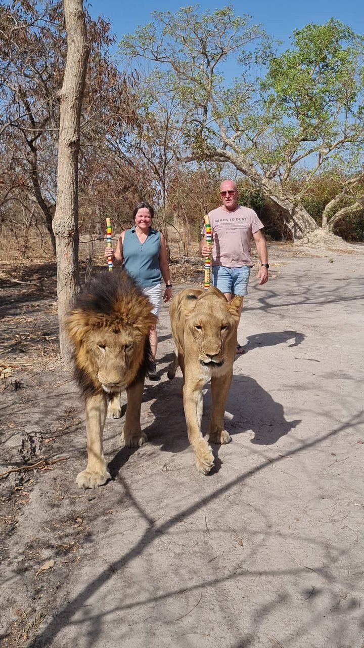 Lion Walk